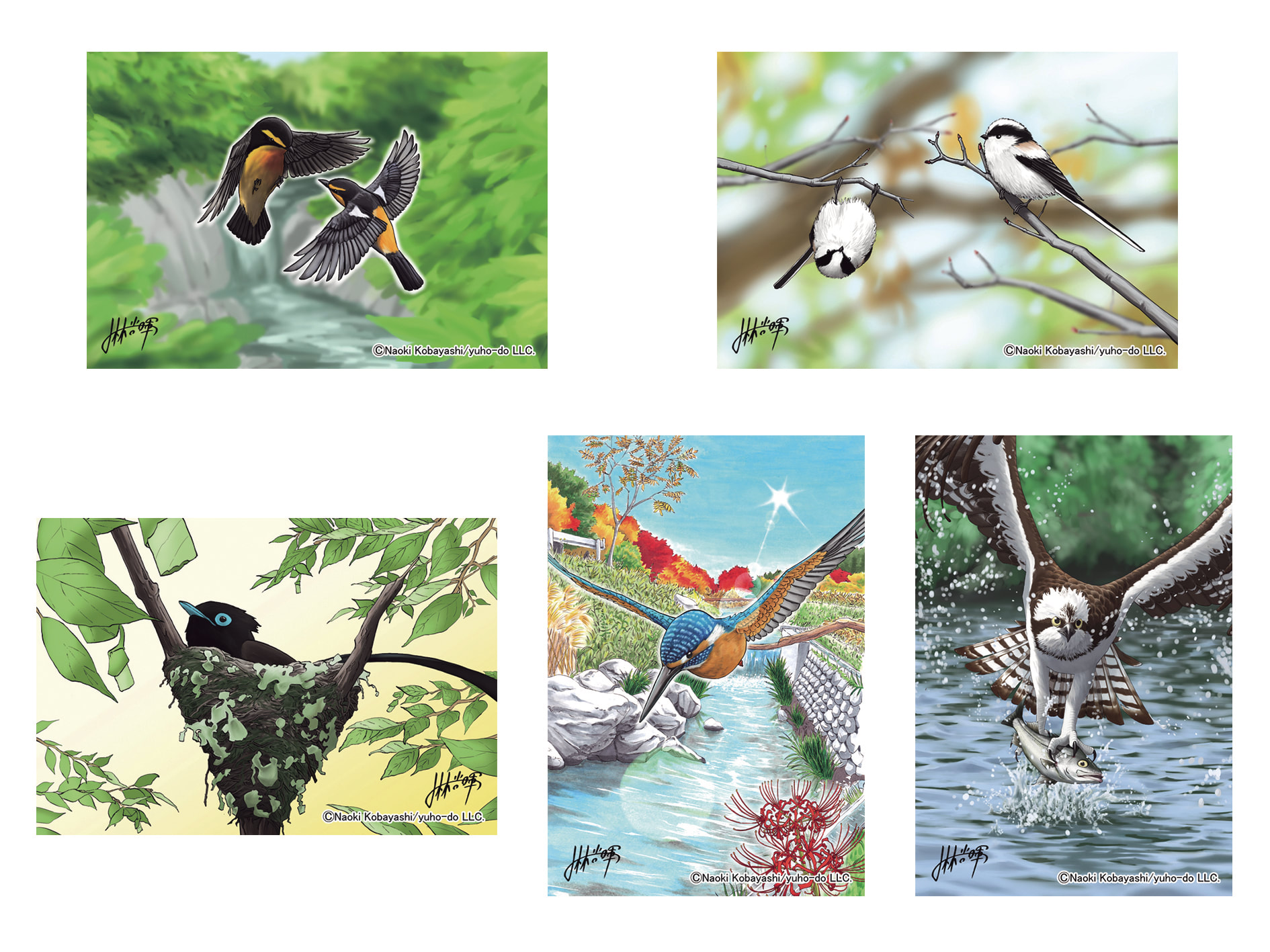 ニッポンの野鳥シリーズ 動物イラストポストカード５枚セット Vol 1 遊歩堂珈琲